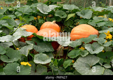 Grandi maturi Zucche crescono su un campo. Foto Stock