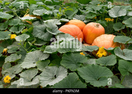 Grandi maturi Zucche crescono su un campo. Foto Stock