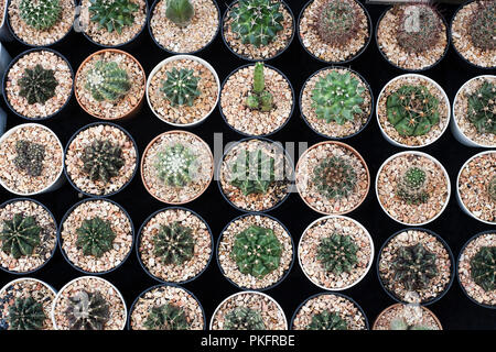 Molti diversi cactus in vasi da fiori mix di vendere in negozio, vista dall'alto. Centro giardino con molti vasi di piccole piante di cactus la vendita sul mercato dei fiori Foto Stock