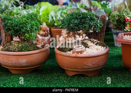 Decorativi piccoli buxus sempervirens bonsai vasi da fiori in vendita sul  mercato di strada. Mini giardino ornamentale in vaso Foto stock - Alamy