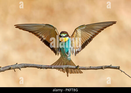 Unione Gruccione (Merops apiaster), lo sbarco su un ramoscello, Renania-Palatinato, Germania Foto Stock