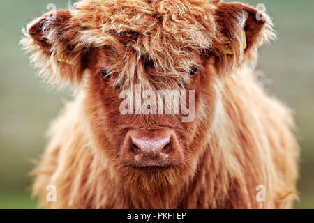 Highland bovini (Bos taurus), giovane animale su pascolo, animale ritratto, Scotland, Regno Unito Foto Stock