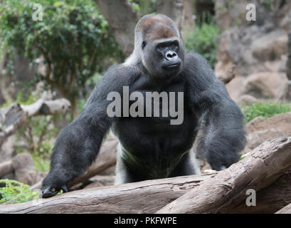 Silverback, pianura occidentale (gorilla Gorilla gorilla gorilla), maschio, captive, Loro Parque Tenerife, Spagna Foto Stock