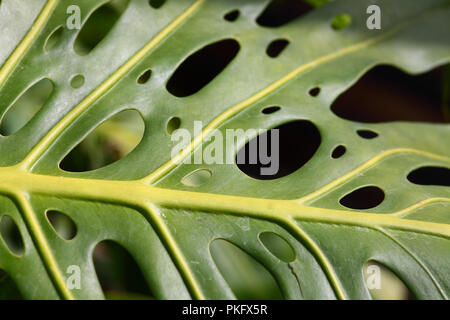 Close up di un caseificio leaf Foto Stock