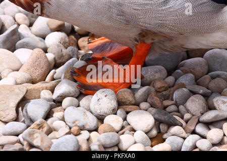 Close up di ZAMPE ANATRA Foto Stock