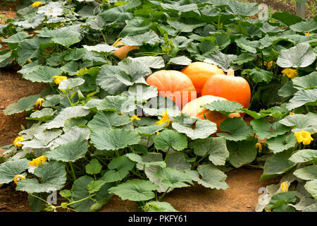 Grandi maturi Zucche crescono su un campo. Foto Stock