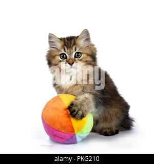Fluffy British Longhair gattino giocando e con una zampa su una colorata morbida palla, guardando verso la telecamera, isolato su sfondo bianco Foto Stock