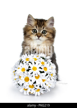 Fluffy British Longhair gattino gioca con e con una zampa sulla sfera del finto daisy, guardando verso la telecamera, isolato su sfondo bianco Foto Stock