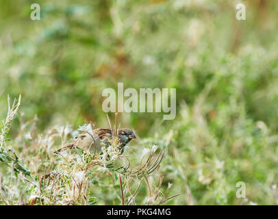 St Brides grandi, Wales UK. 12 settembre 2018, Casa passeri alimentazione sulla maturazione del seme di pods di Rosebay Willow le erbe che sono abbondanti dopo la prolungata caldo secco periodo estivo. Credito: Phillip Thomas/Alamy Live News Foto Stock