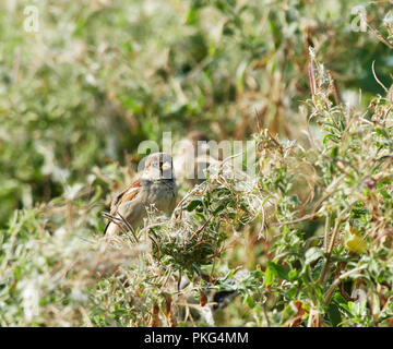 St Brides grandi, Wales UK. 12 settembre 2018, Casa passeri alimentazione sulla maturazione del seme di pods di Rosebay Willow le erbe che sono abbondanti dopo la prolungata caldo secco periodo estivo. Credito: Phillip Thomas/Alamy Live News Foto Stock