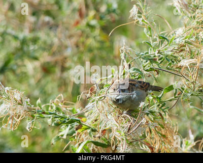 St Brides grandi, Wales UK. 12 settembre 2018, Casa passeri alimentazione sulla maturazione del seme di pods di Rosebay Willow le erbe che sono abbondanti dopo la prolungata caldo secco periodo estivo. Credito: Phillip Thomas/Alamy Live News Foto Stock