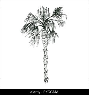 Isolato abbozzato cocco o regina Palm tree con foglie. La spiaggia e la foresta pluviale, deserto coco flora. Foglie di felce subtropicale. Palmae verde o jungle arecaceae. La botanica, ambiente tema Illustrazione Vettoriale