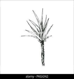 Isolato abbozzato cocco o regina Palm tree con foglie. La spiaggia e la foresta pluviale, deserto coco flora. Foglie di felce subtropicale. Palmae verde o jungle arecaceae. La botanica, ambiente tema Illustrazione Vettoriale