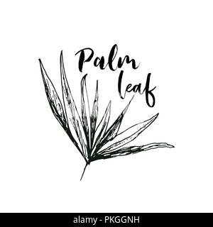 Isolato o di cocco regina Palm tree con foglie. La spiaggia e la foresta pluviale, deserto coco flora. Foglie di felce subtropicale. Palmae verde o jungle arecaceae. Isola Clima,botanica, ambiente tema Illustrazione Vettoriale