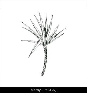 Isolato abbozzato cocco o regina Palm tree con foglie. La spiaggia e la foresta pluviale, deserto coco flora. Foglie di felce subtropicale. Palmae verde o jungle arecaceae. La botanica, ambiente tema Illustrazione Vettoriale