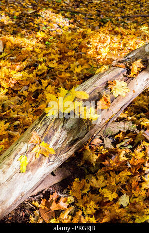Foglie di autunno su un registro nel bosco Foto Stock
