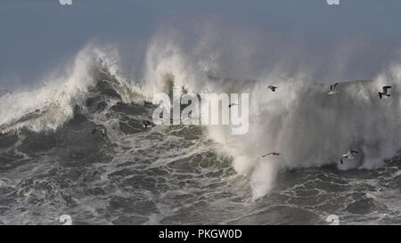 Enorme tempesta atlantica onda vedendo i gabbiani in volo su di esso. A nord della costa portoghese. Foto Stock