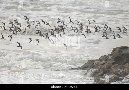 Stormo di uccelli limicoli in volo sopra il mare mosso. A nord della costa portoghese. Foto Stock