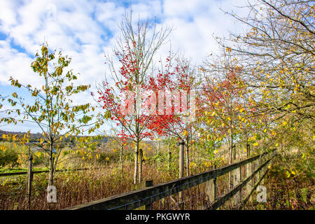 Staffordshire countryside landscape on autumn day.Trees with leaves changing color growing on meadow with wooden fence and blue sky in background. Foto Stock