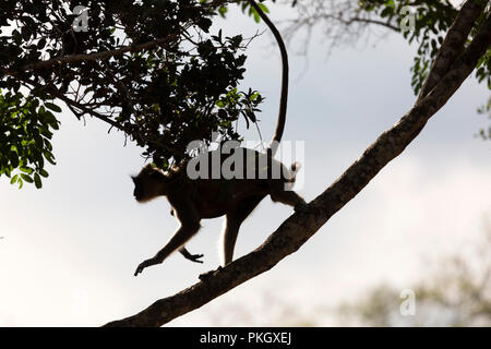 Un semi-stagliano femmina langur grigio (Semnopithecus entellus) in Wilpattu National Park, Sri Lanka. Una scimmia bambino aggrappato alla sua madre come adulto r Foto Stock