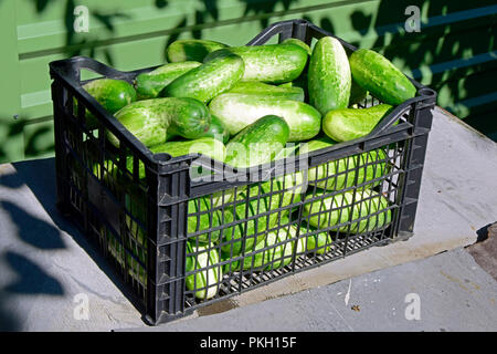 Una scatola piena di appena raccolto verde-bianco cetriolo frutti, in condizioni di luce solare intensa Foto Stock