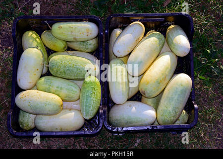 Vista dall'alto sui due casi piena di gigante di cetriolo maturi frutti raccolti per le sementi Foto Stock