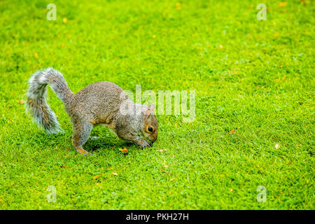 Scoiattolo dettagli zoom in piedi sull'erba mangiando arachidi Foto Stock