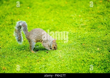 Scoiattolo dettagli zoom in piedi sull'erba mangiando arachidi Foto Stock