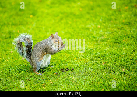 Scoiattolo dettagli zoom in piedi sull'erba mangiando arachidi Foto Stock