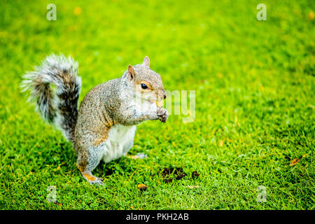 Scoiattolo dettagli zoom in piedi sull'erba mangiando arachidi Foto Stock