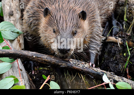 Un vicino l immagine di un wild beaver "Castor canadensis' rearanging un bastone sulla parte anteriore del Beaver Dam Foto Stock