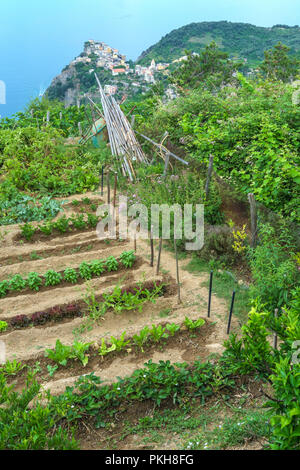 Corniglia Cinque Terre, Italia. Una vista panoramica da un riparto che si affaccia sul famoso villaggio di pescatori in Liguria. Foto Stock