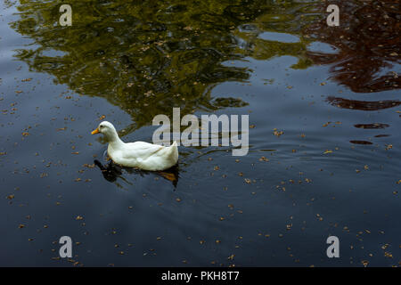 Paesi bassi,Lisse,l'Europa, a Flock of Seagulls in piedi accanto a un corpo di acqua Foto Stock