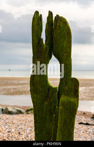 Naturalmente vecchia forma le difese del mare a Rye Bay, East Sussex, Inghilterra. 30 Agosto 2018 Foto Stock