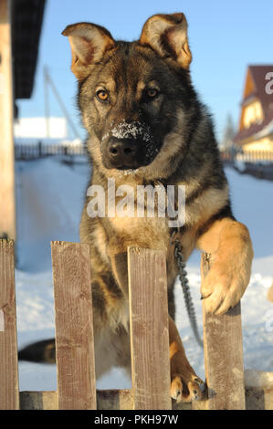 Pastore Tedesco cane legato ad una catena al di fuori nella neve in Bukowina Tatrzanska in Polonia 22/02/2009 ©Stan Kujawa stan.pix@virgin.net www.stankujawa. Foto Stock