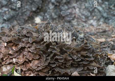 Grifola frondosa commestibile fungo polyporus whide khown in Estremo Oriente e Nord America. Foto Stock