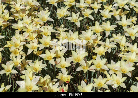 Paesi bassi,Lisse,l'Europa, un vaso riempito con il bianco e il giallo fiore Foto Stock