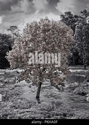 Il Woodlands TX USA - lug. 13, 2018 - Albero in esecuzione in streaming in B&W Foto Stock