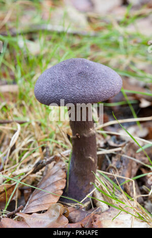 Un viola webcap, Cortinarius tendente al violaceo, crescendo nella nuova foresta Hampshire England Regno Unito GB Foto Stock