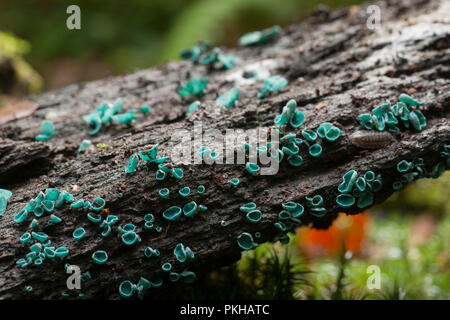 Green Elf Cup funghi, Chlorosplenium aeruginascens, che cresce su un marcio ramo di albero nella foresta New Hampshire England Regno Unito GB Foto Stock