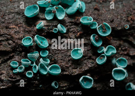 Green Elf Cup funghi, Chlorosplenium aeruginascens, che cresce su un marcio ramo di albero nella foresta New Hampshire England Regno Unito GB Foto Stock