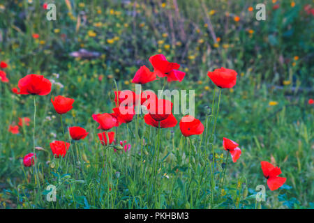 Foto di papaveri all'alba in un paesaggio marocchino Foto Stock