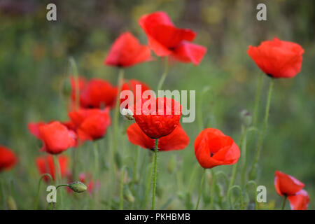 Foto di papaveri all'alba in un paesaggio marocchino Foto Stock