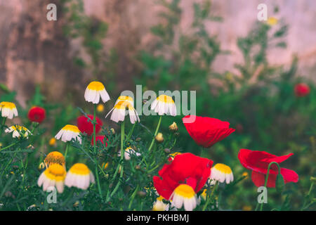 Foto di papaveri all'alba in un paesaggio marocchino Foto Stock