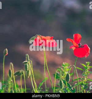 Foto di papaveri all'alba in un paesaggio marocchino Foto Stock