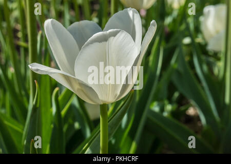 Paesi bassi,Lisse,l'Europa, un vaso di fiori seduti sulla cima di una pianta verde Foto Stock