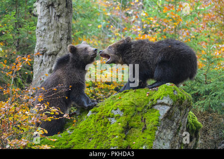 Orso bruno, Ursus arctos, due cuccioli combattimenti, Germania Foto Stock