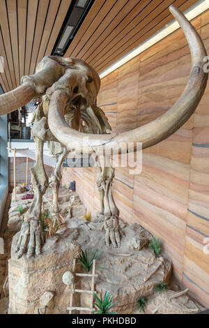 Cheyenne Wyoming - Il cast di un maschio di mammut colombiano (Mammuthus columbi), sul display al Wyoming Centro di accoglienza. L'originale è stato chiamato Dee da Foto Stock
