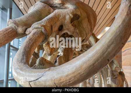 Cheyenne Wyoming - Il cast di un maschio di mammut colombiano (Mammuthus columbi), sul display al Wyoming Centro di accoglienza. L'originale è stato chiamato Dee da Foto Stock