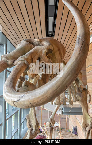 Cheyenne Wyoming - Il cast di un maschio di mammut colombiano (Mammuthus columbi), sul display al Wyoming Centro di accoglienza. L'originale è stato chiamato Dee da Foto Stock